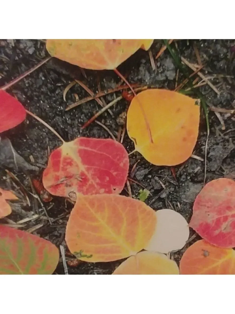 NWOT Aspen Autumn Leaves canvas 16x20